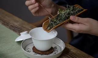 若云白茶是绿茶还是白茶 白茶属于绿茶吗